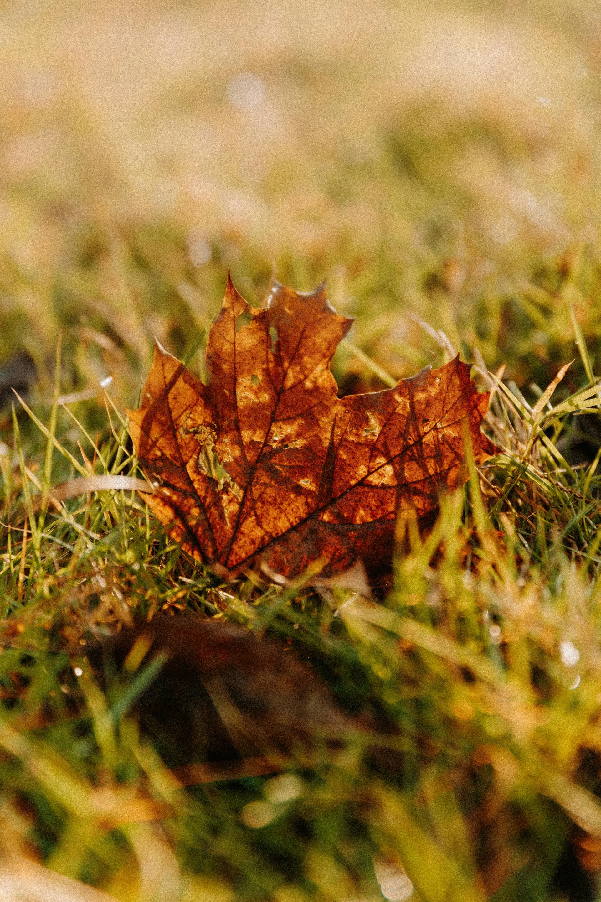 Herfstonderhoud: Beluchten, Verticuteren, en Bladeren Verwijderen