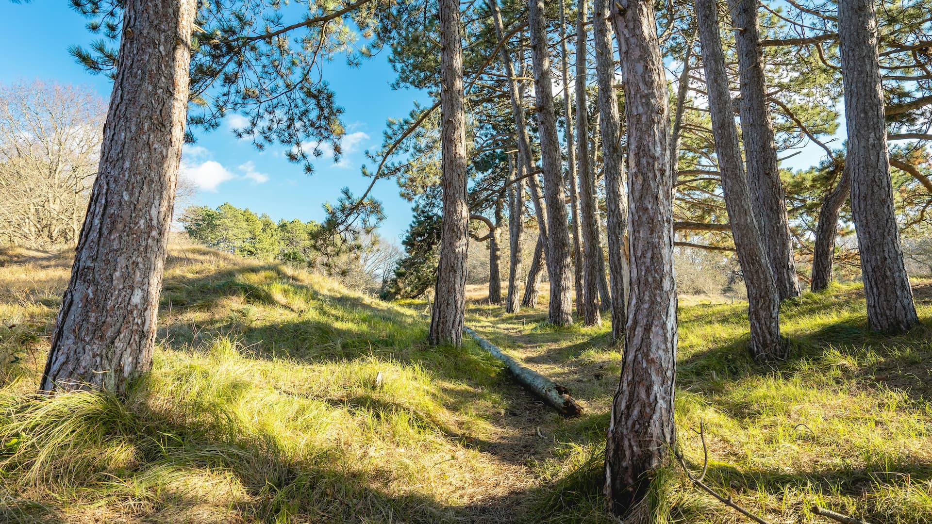 Voorjaarsonderhoud: Zaaien, Bemesten, en Verticuteren