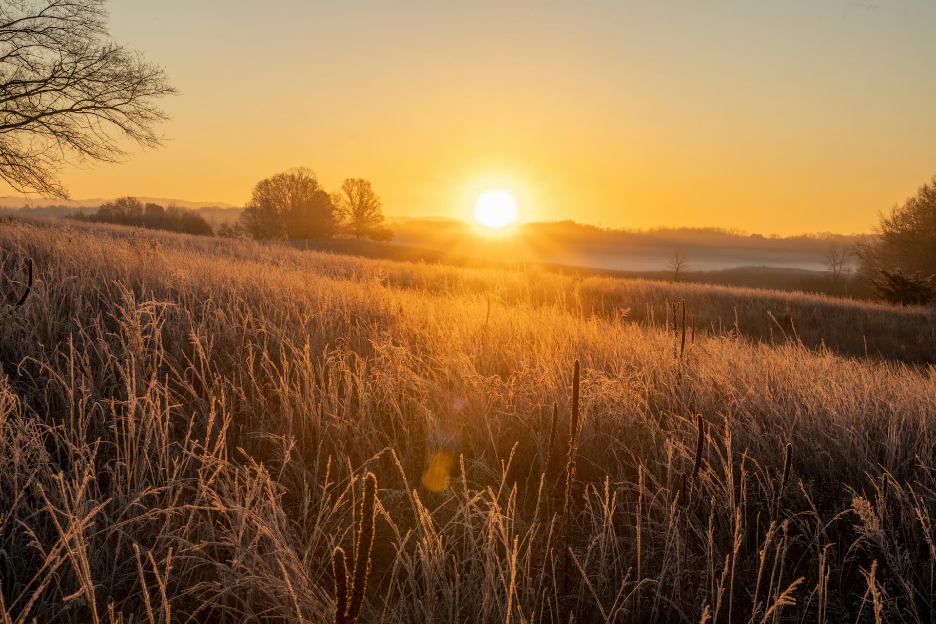Zomeronderhoud: Watergeven, Maaien, en Ziekteresistentie