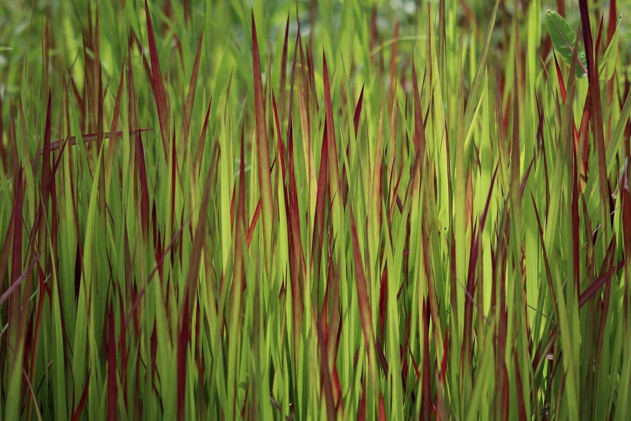 Grasziektes Herkennen en Behandelen: Veelvoorkomende Ziektes zoals Sneeuwschimmel en Rooddraad